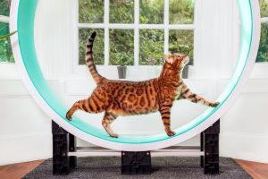 Ferris Catswheel | kattenloopwiel | kattenlooprad GROEN