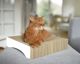 Cat-On® kartonnen krabplank voor katten - Le Moule